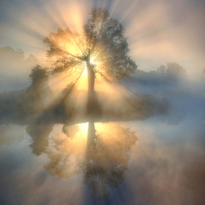 poster-print-tree-of-light-x