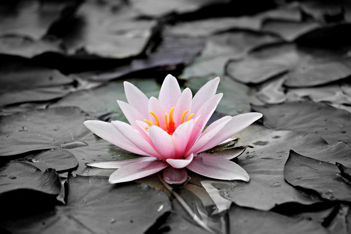 framedposter-print-the-art-of-water-lily