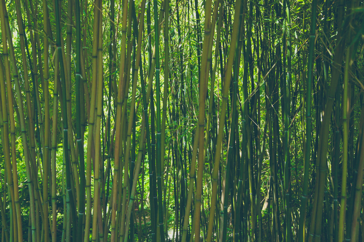 aluminium-print-in-the-middle-of-the-bamboo