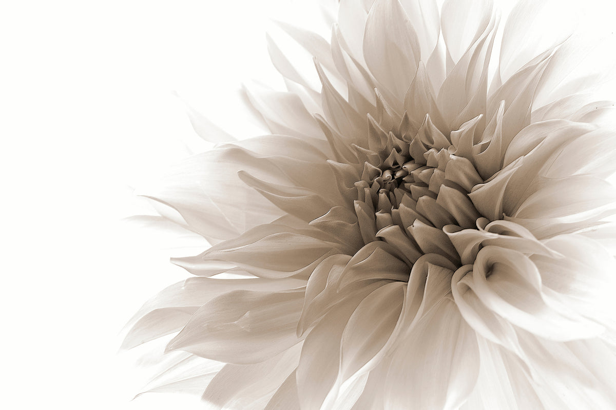 canvas-print-dignified-x