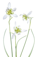 framedposter-print-galanthus-flore-pleno