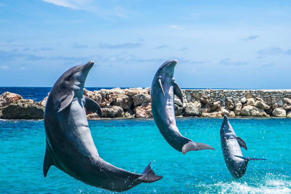 aluminium-print-3-dolphins