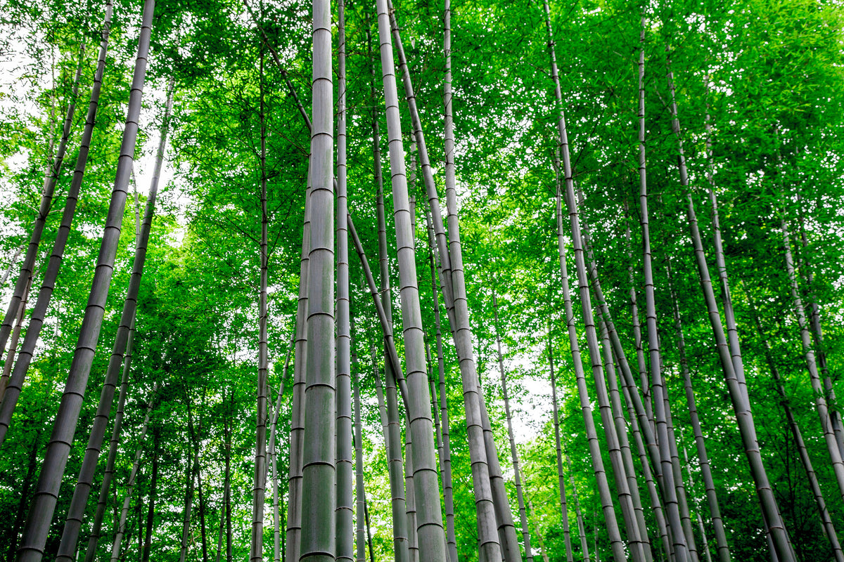 framedposter-print-bamboo-forest