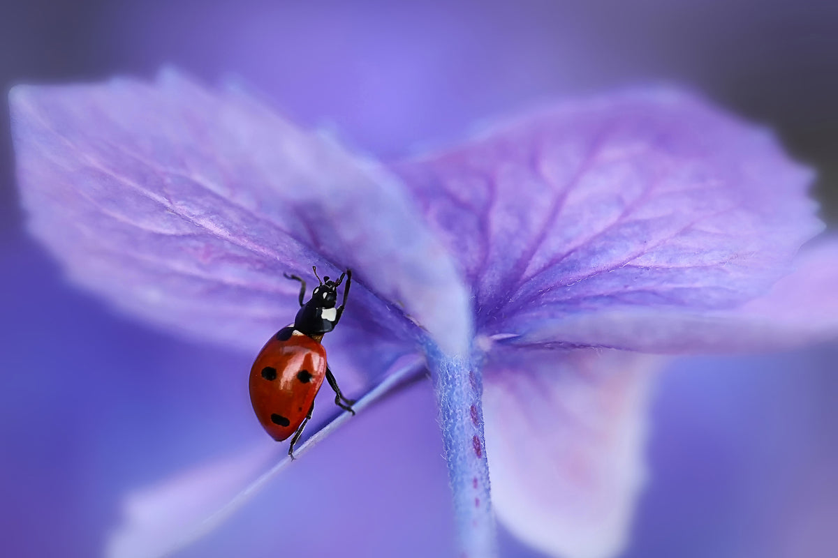 acrylic-print-ladybird-on-purple-hydrangea