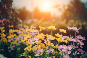 aluminium-print-the-flowers