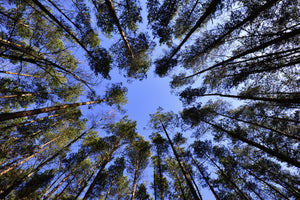 modern-3-piece-acrylic-print-under-high-treetops