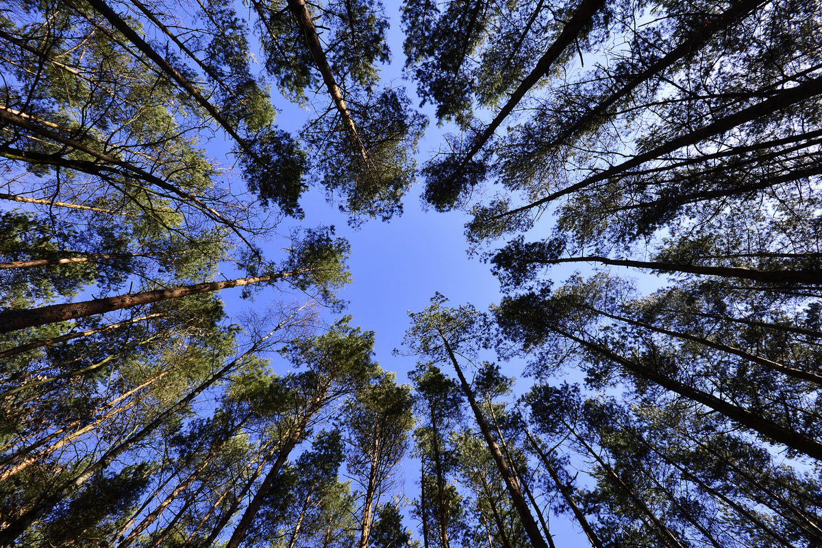 modern-3-piece-acrylic-print-under-high-treetops