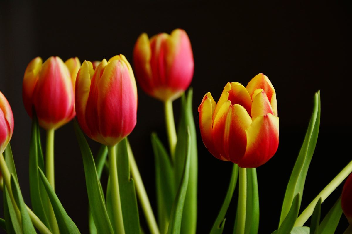 modern-3-piece-canvas-print-colorful-tulips