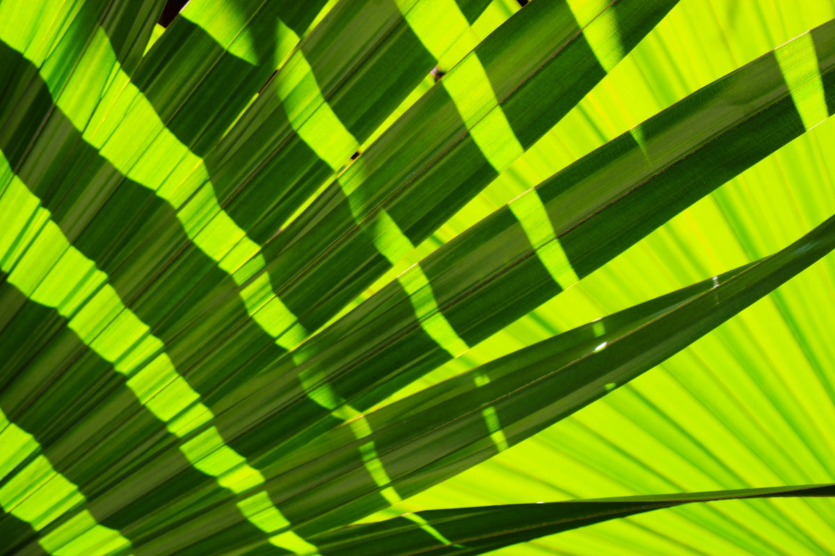 3-piece-aluminium-print-the-palm-leaf-in-xl