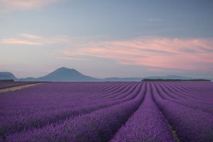 acrylic-print-lavender-field