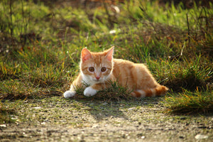 aluminium-print-kitten-in-nature