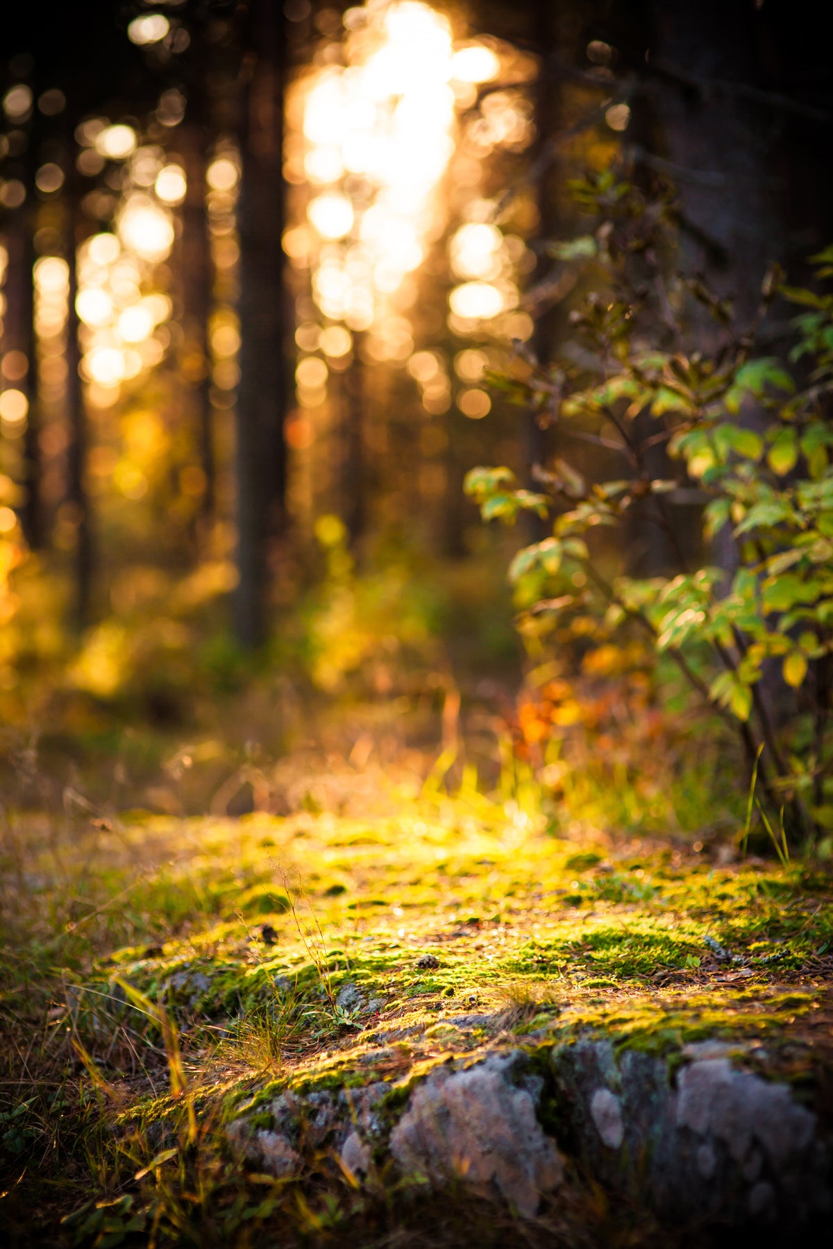 acrylic-print-the-forest-in-the-background
