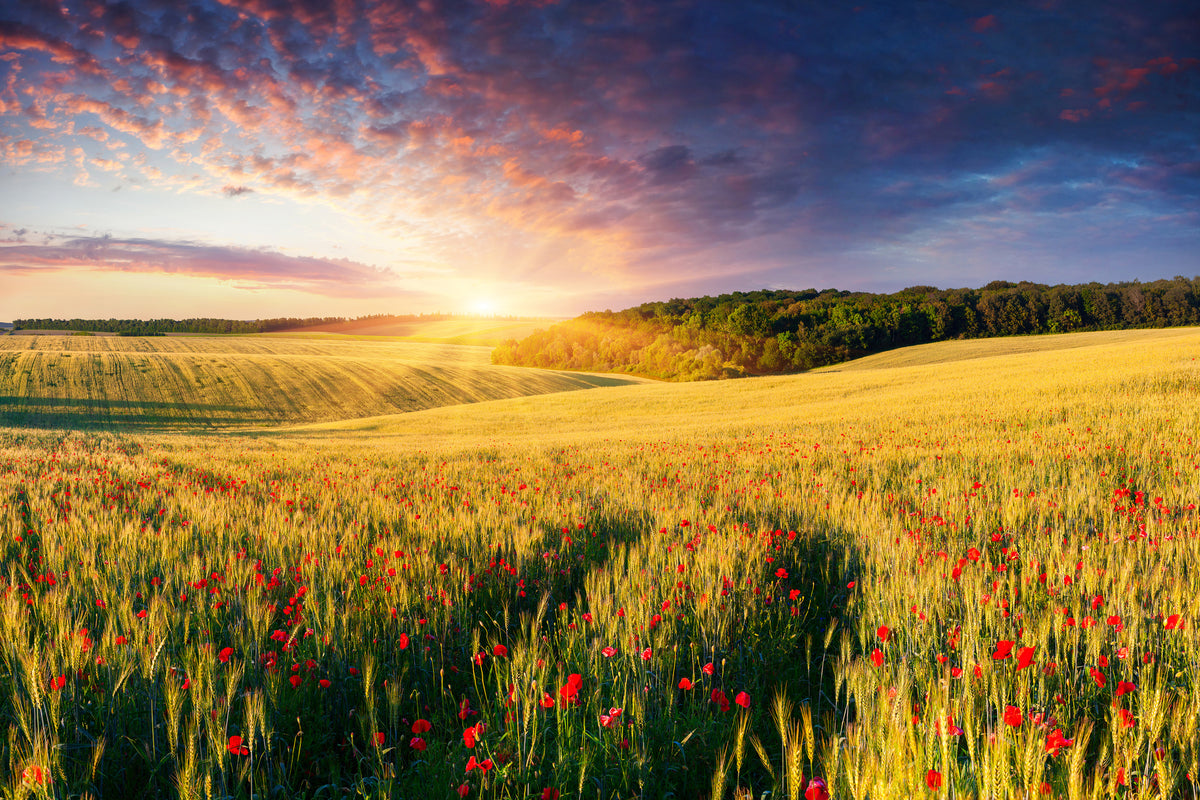 poster-print-a-flower-field-at-sunrise