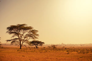 framedcanvas-print-pastures-in-kenya