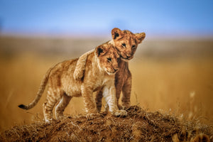 3-piece-canvas-print-brothers-for-life