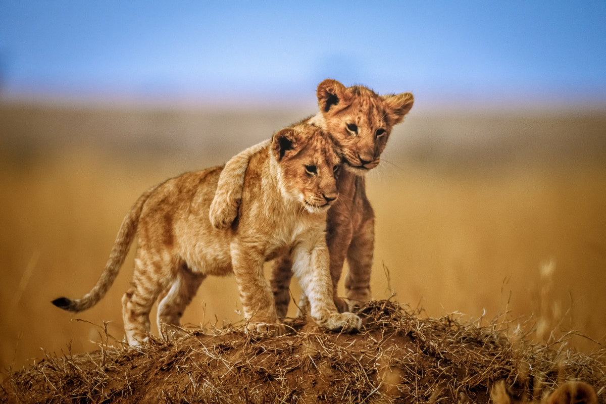3-piece-canvas-print-brothers-for-life