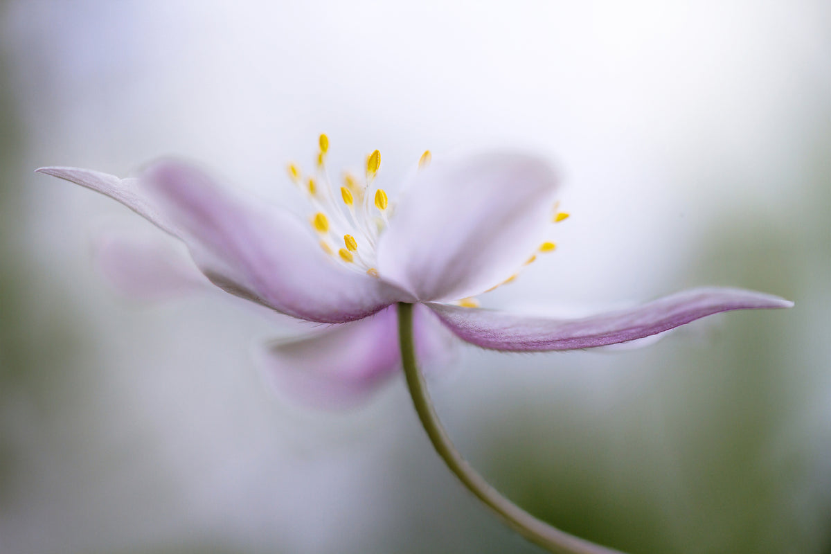 3-piece-canvas-print-nemorosa-ii
