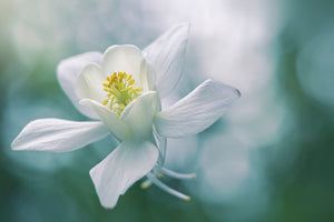 acrylic-print-purity-xbj