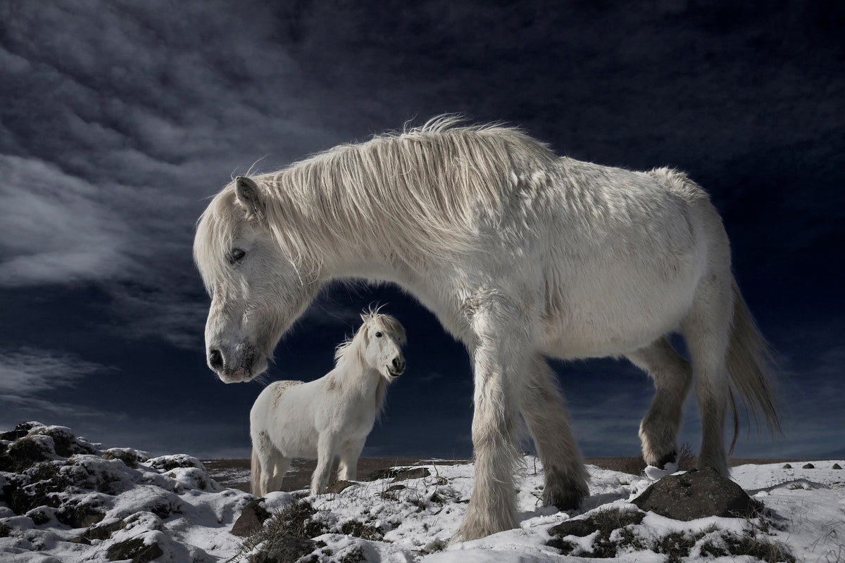 acrylic-print-partners-x