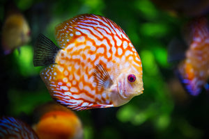 canvas-print-the-discus-fish