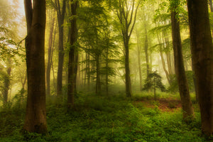 aluminium-print-the-little-tree
