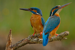 framedposter-print-kingfisher