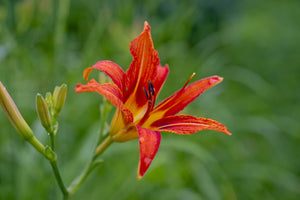 framedcanvas-print-lily-blossom-in-the-nature