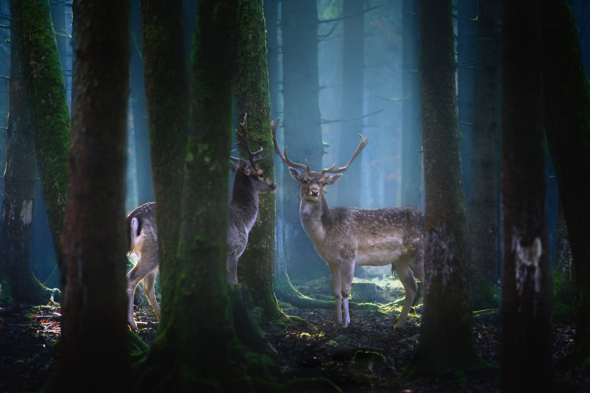 3-piece-canvas-print-deers