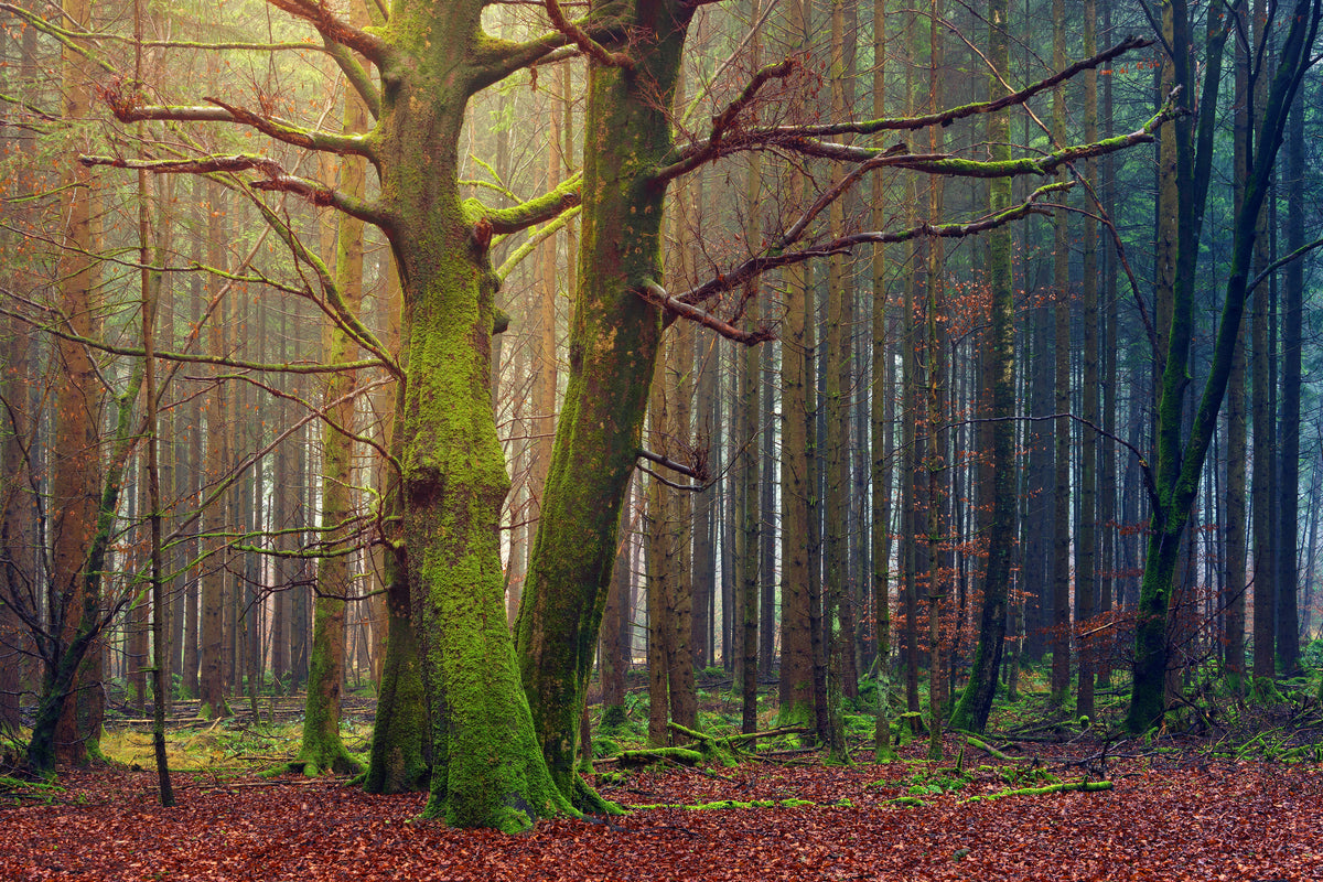 framedcanvas-print-alone-in-the-woods