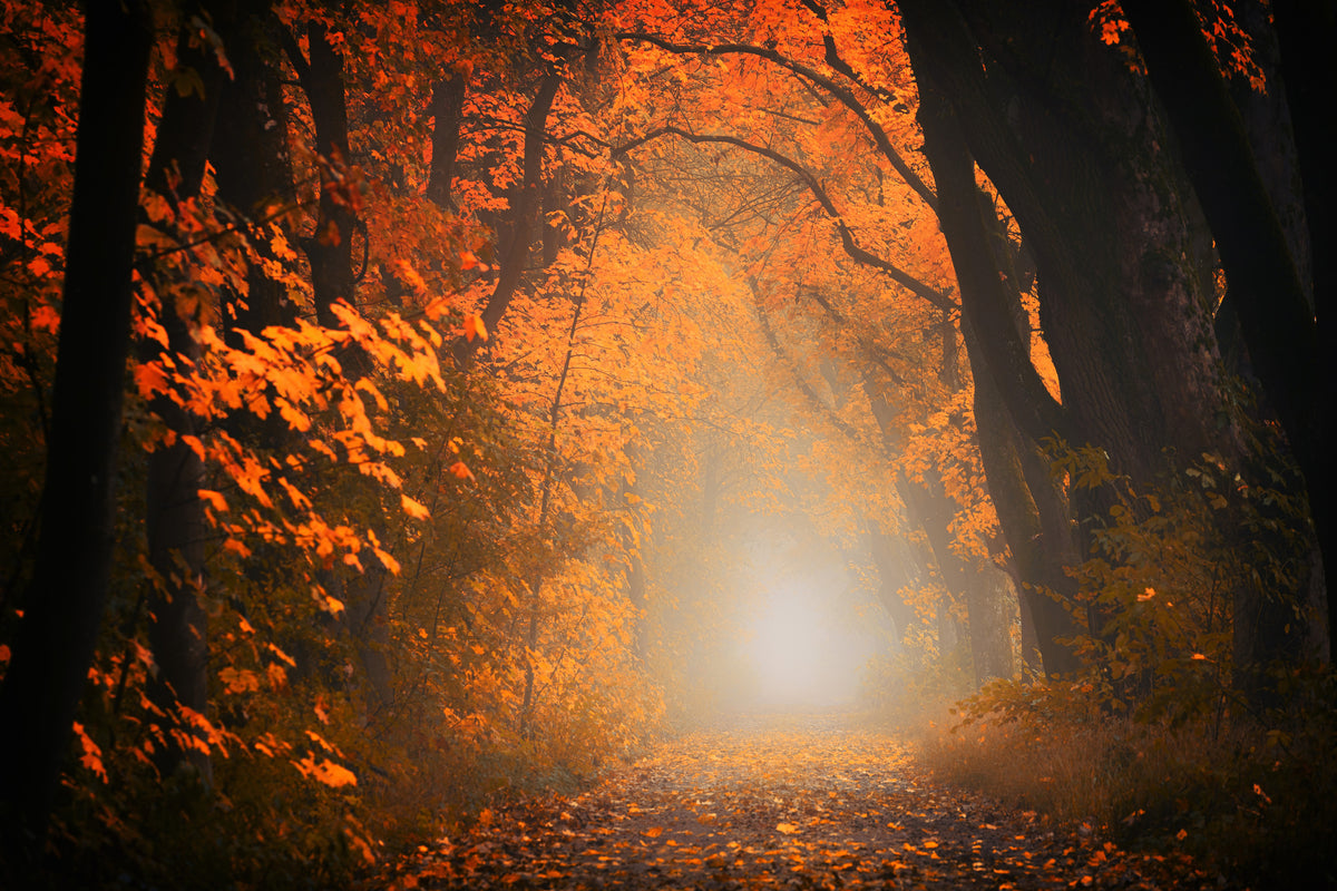 framedposter-print-autumn-light-in-the-forest