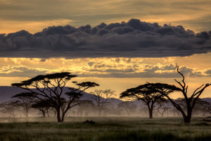 poster-print-good-evening-tanazania