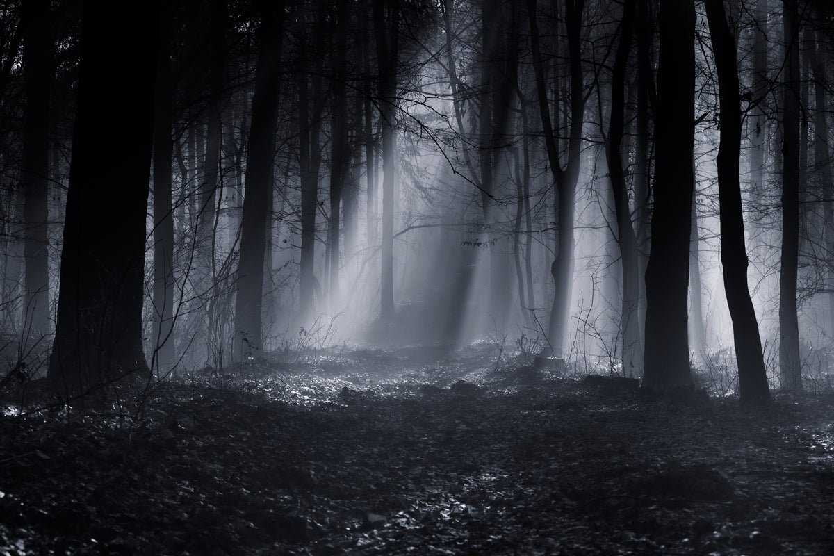aluminium-print-capela-forest