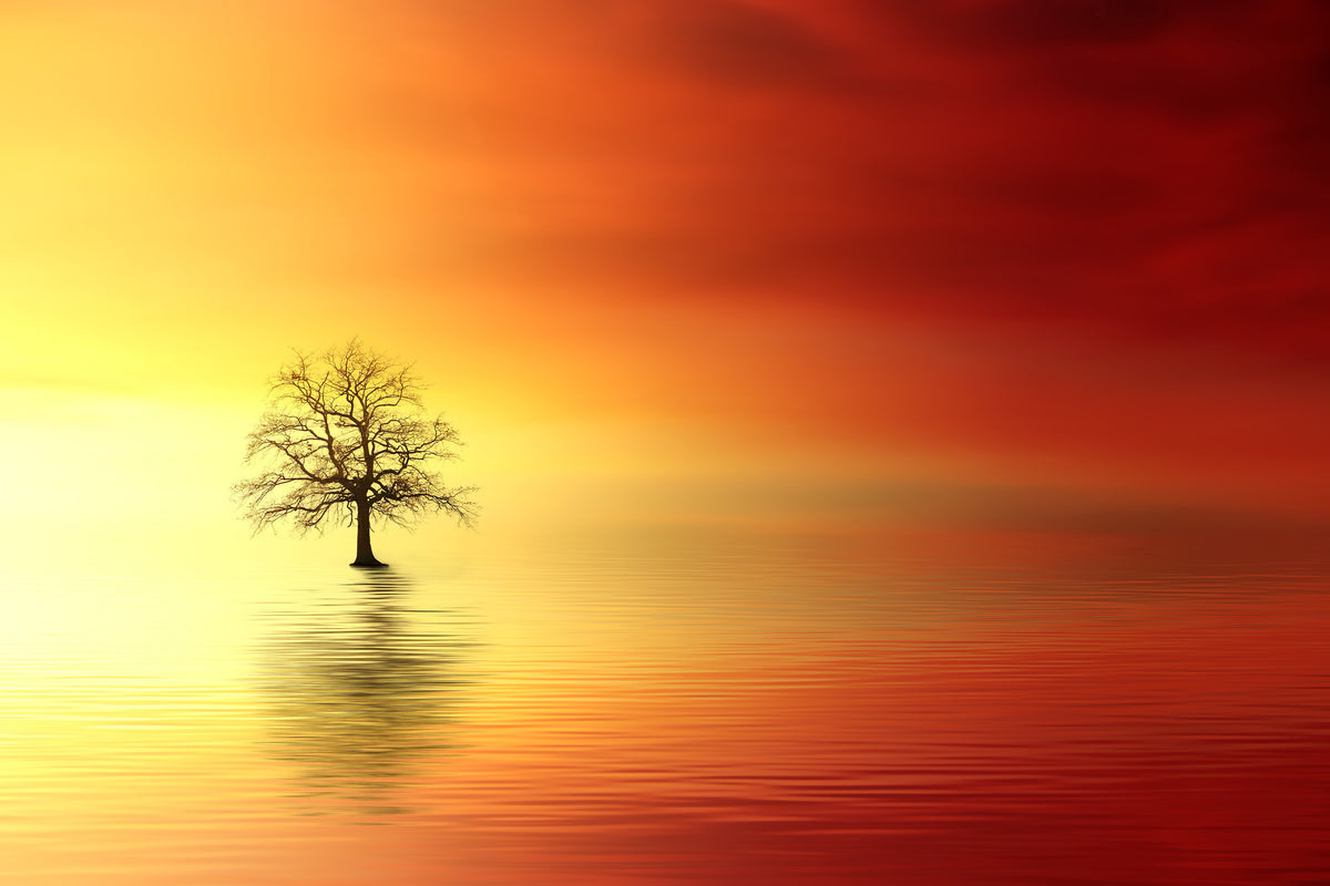 framedcanvas-print-the-tree-in-the-water