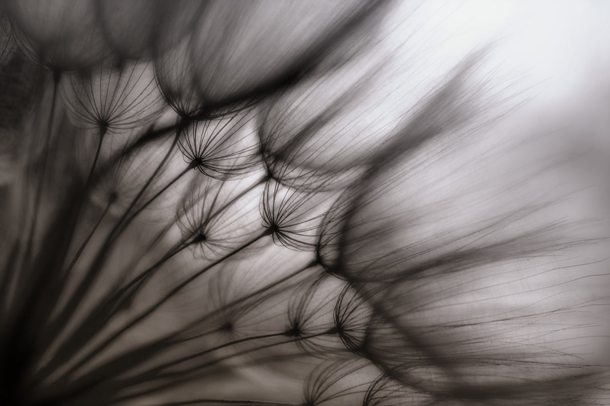 framedcanvas-print-dandelion-p