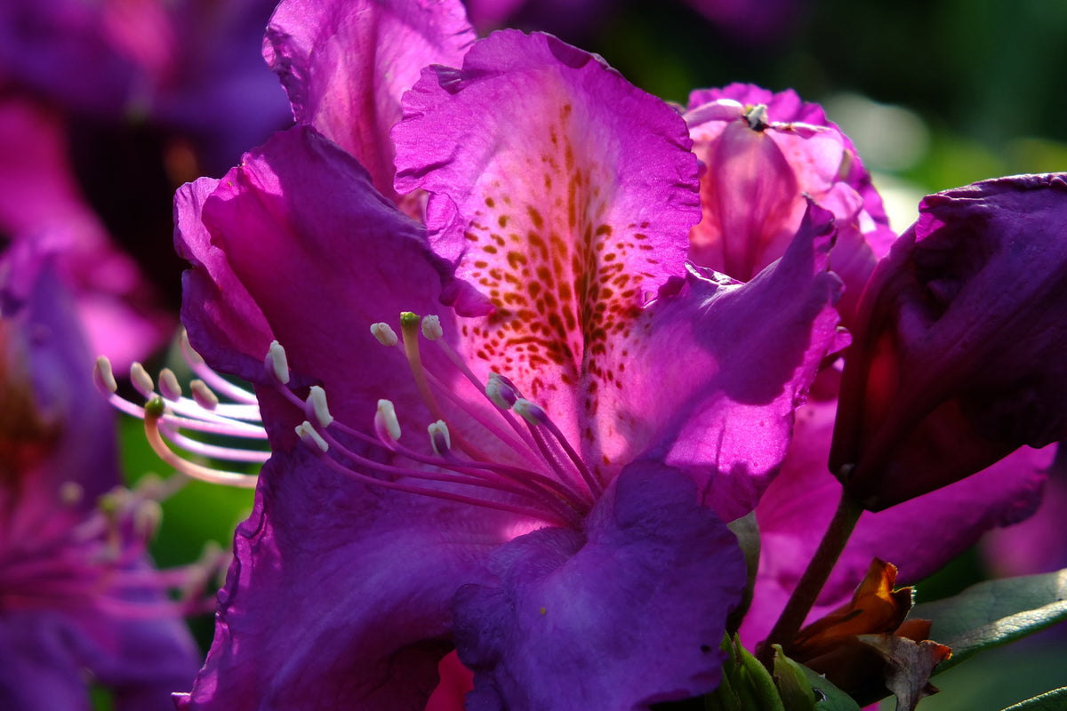framedposter-print-the-rhododendron