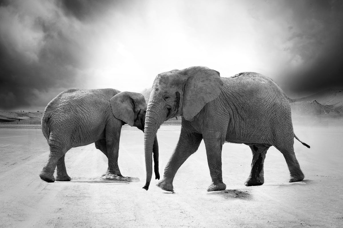 aluminium-print-2-elephants-sw