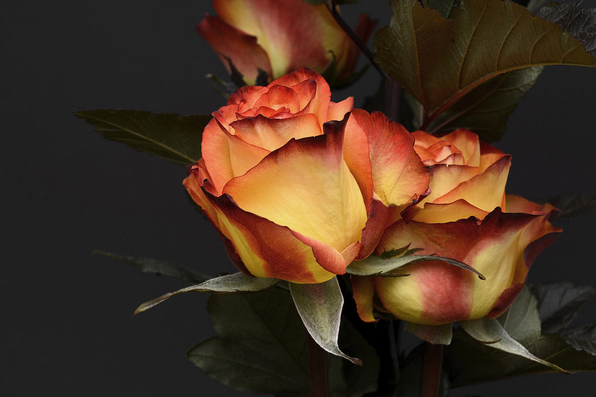 3-piece-aluminium-print-roses-of-the-romance