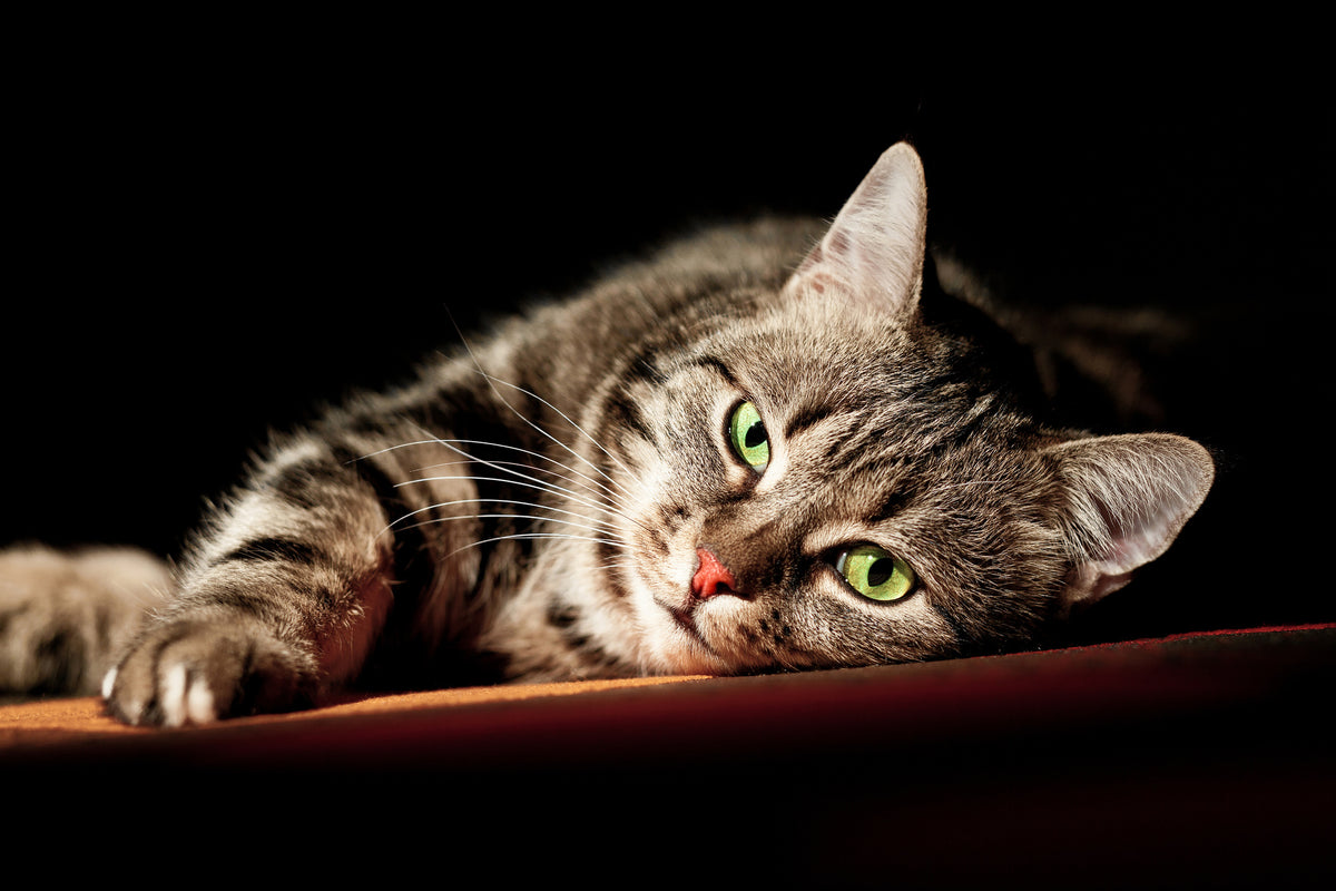 modern-3-piece-canvas-print-relaxed-cat