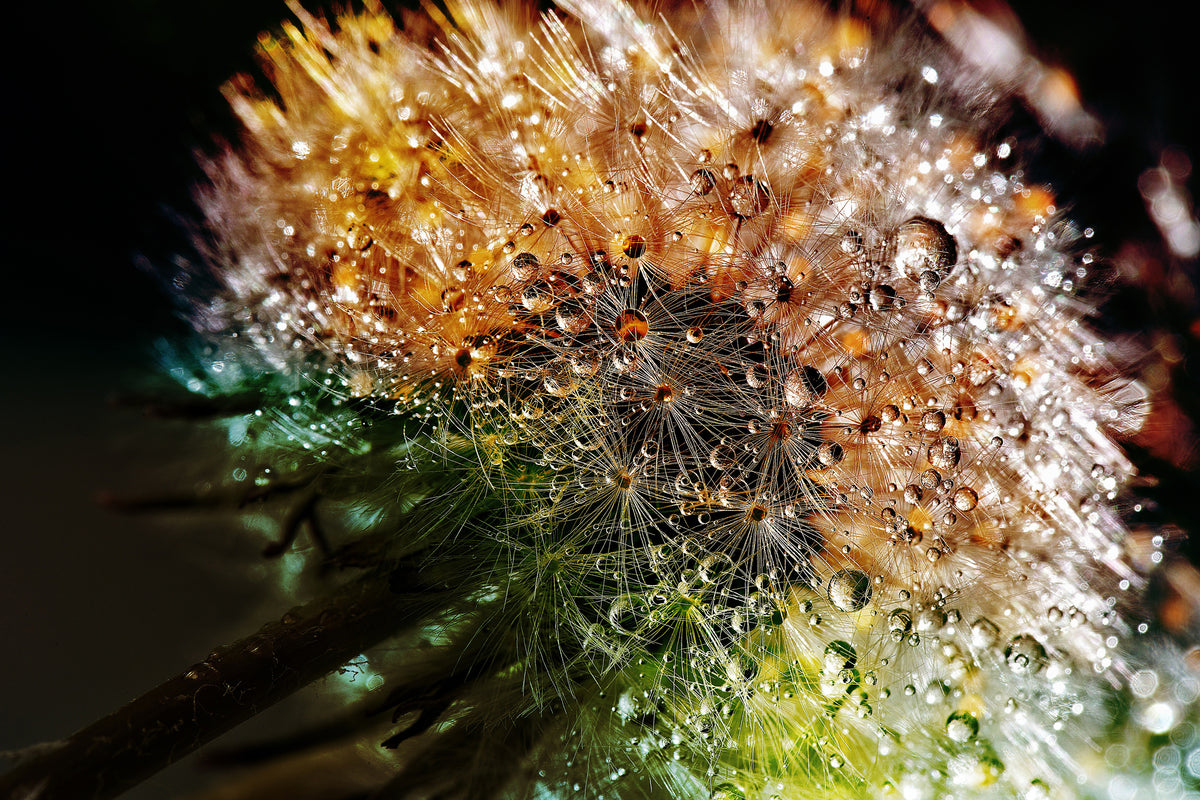 modern-3-piece-aluminium-print-dandelion-in-the-morning-dew