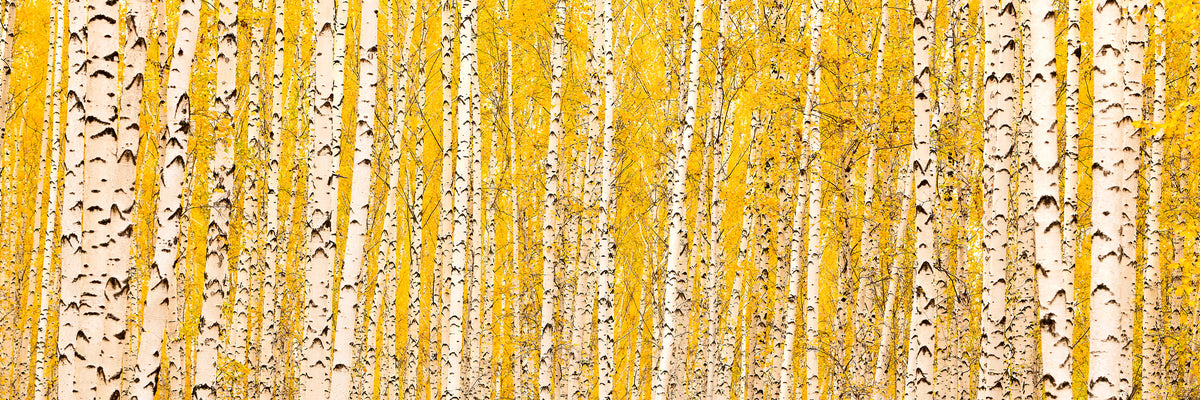 panoramic-acrylic-print-the-birch-forest-in-autumn-panorama