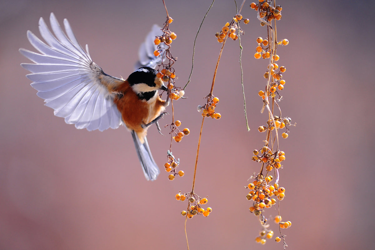 canvas-print-bird-in-action