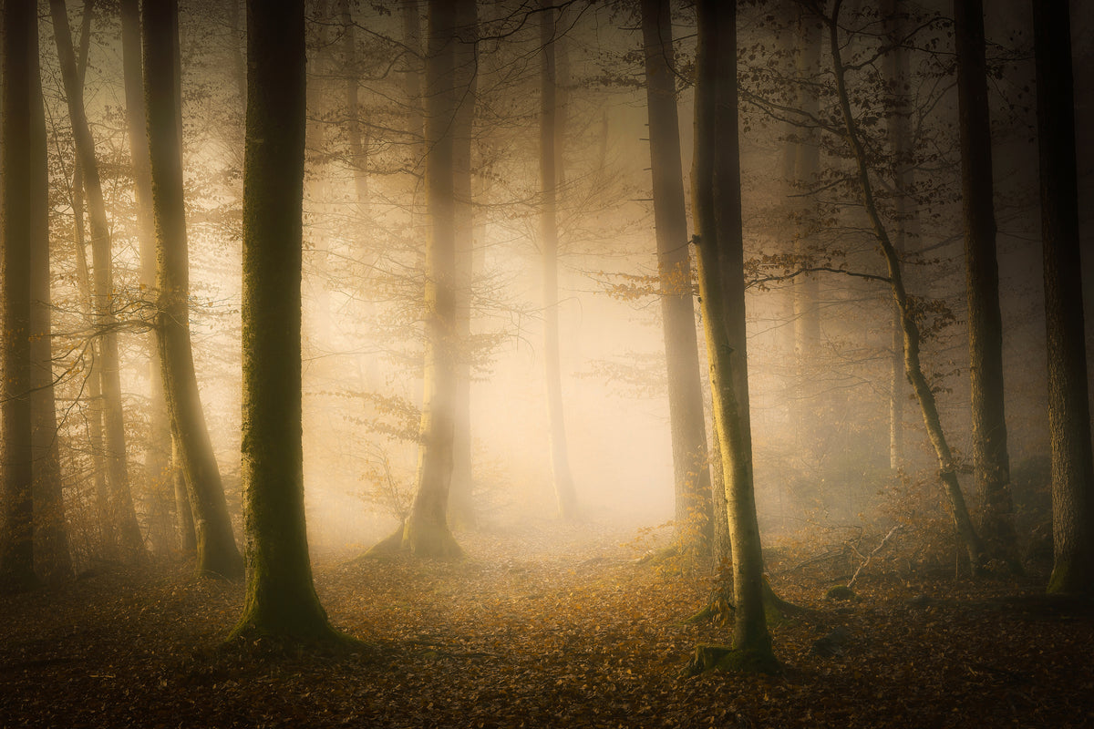 aluminium-print-november-whispers-x
