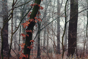 aluminium-print-autumn-winter
