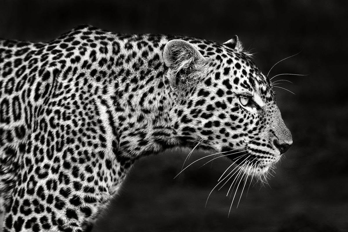 acrylic-print-leopard-close-up-x