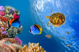 aluminium-print-fish-in-the-water