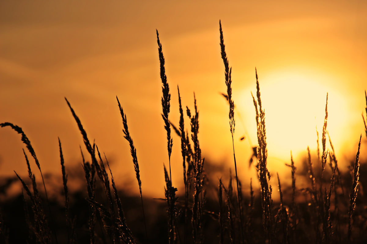 framedcanvas-print-sunrise-on-the-field