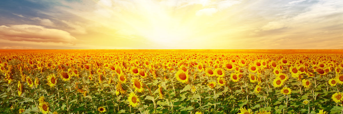 panoramic-aluminium-print-a-field-full-of-sunflowers-panorama