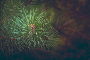 3-piece-canvas-print-pine-tree-close-up