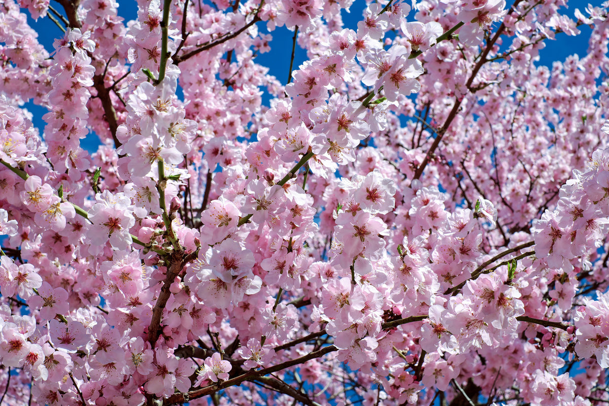 poster-print-the-japanese-cherry