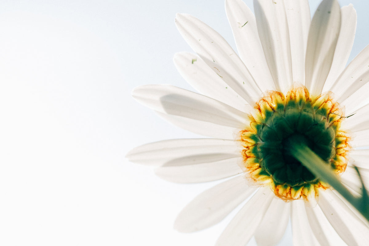 modern-3-piece-acrylic-print-a-daisy